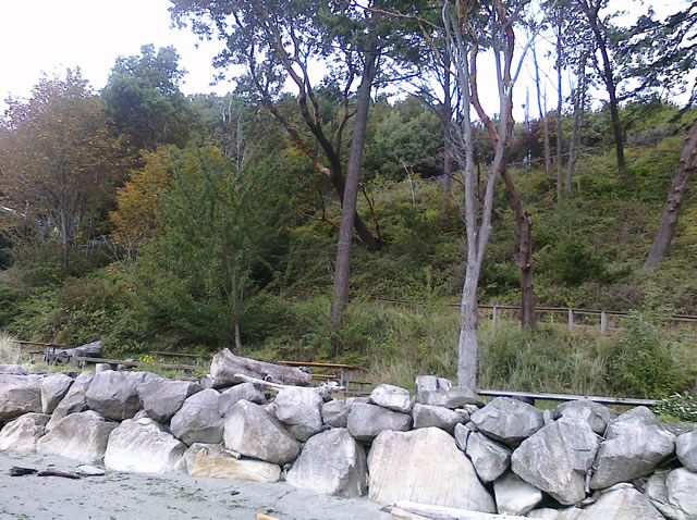 2010 Beach Danger Trees