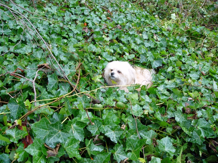 Small dog engulfed by English Ivy